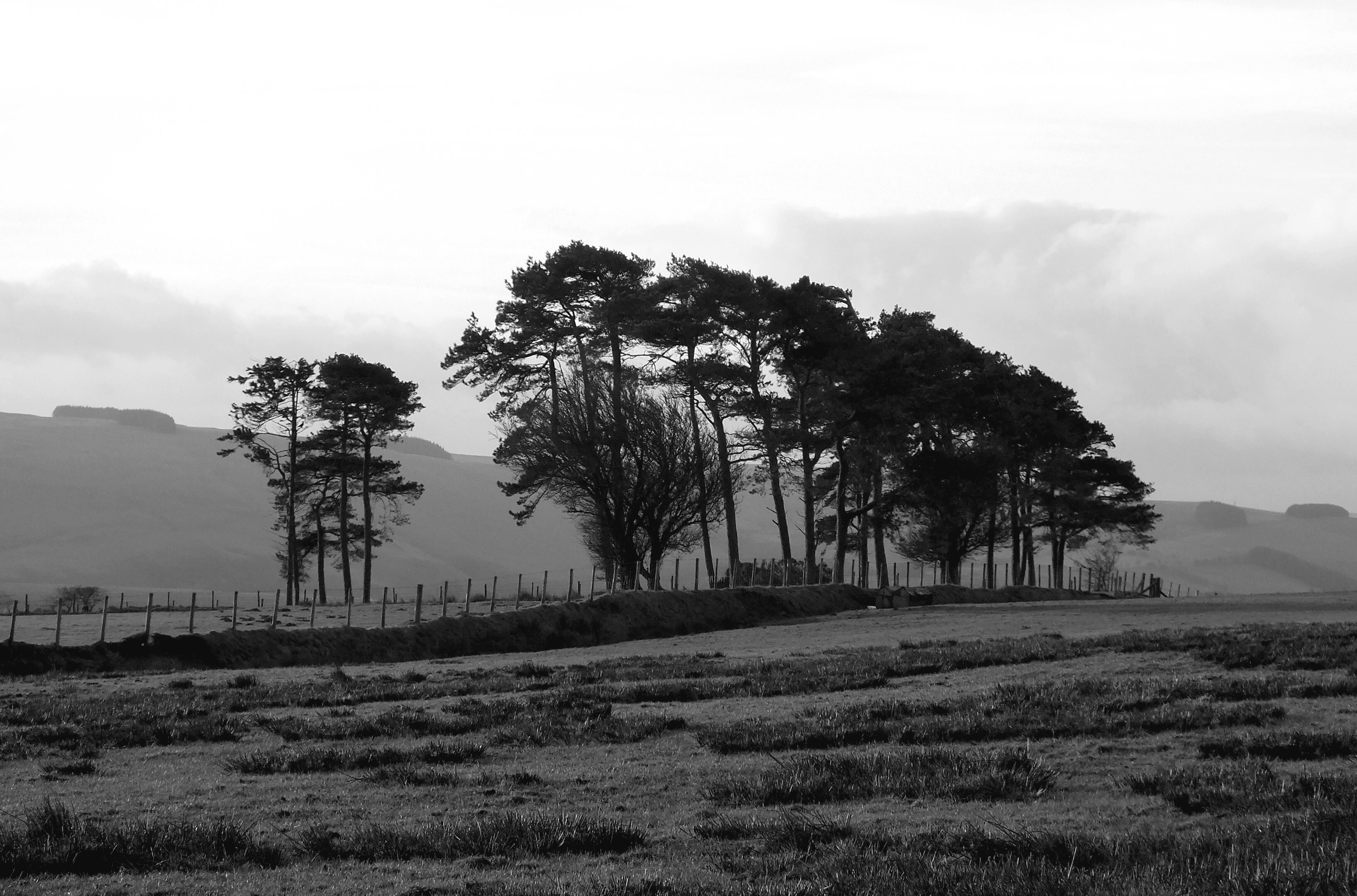 TREELINE Bill Bagley Photography